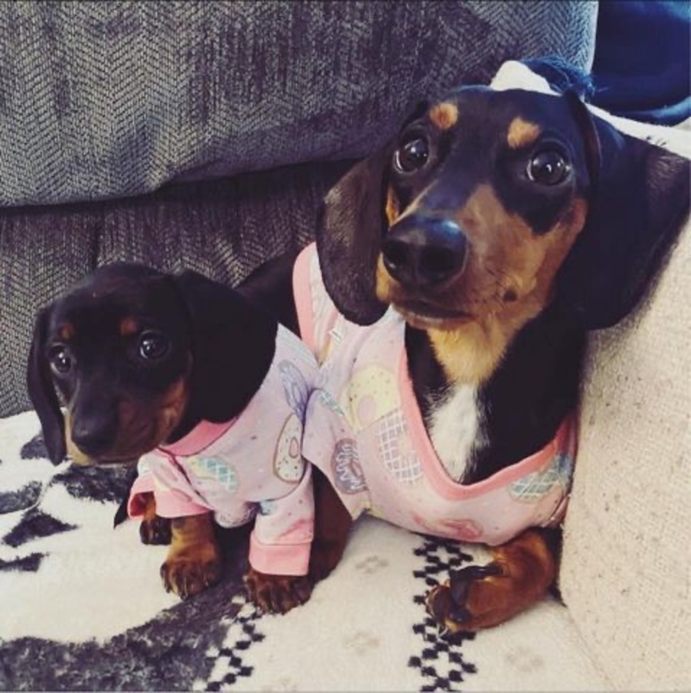 Meet your Posher, Bean